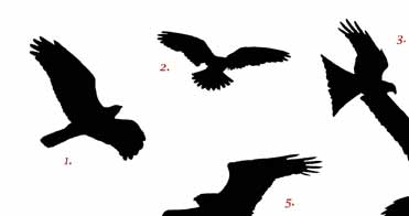 Spanish Raptor Silhouette Competition