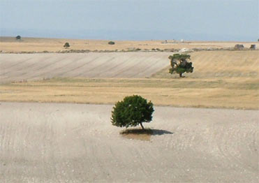 Birding in the Monegros, a haven for steppeland birds.