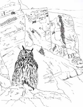 eagle owl illustration