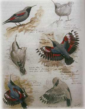 Birds of Spain: the wonderful Wallcreeper