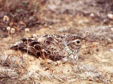 Photo of a Dupont’s Lark in Spain