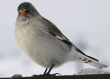 Snowfinch in the Pyrenees, Spain