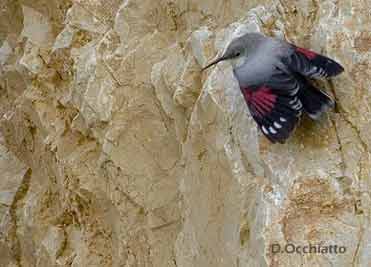 Birds in Spain: Wallcreeper Photo