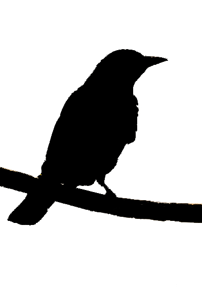 Bird silhouette 3