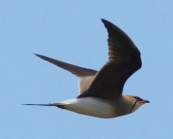 collared pratincole