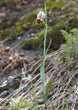 Fritillary