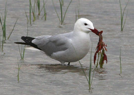 Audouin’s Gull