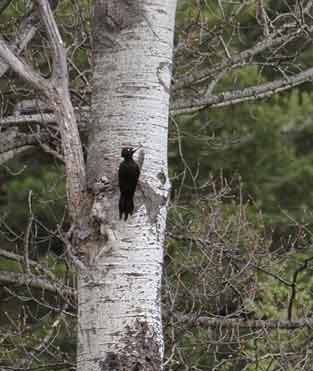 Black Woodpecker photo