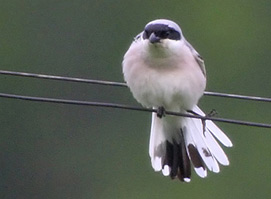 Lesser Grey Shrike photo