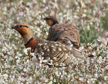 Photo of Pin-tailed Sandgrouse