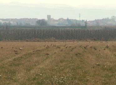 Birding from the car with digital zoom