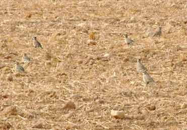 Dotterel in northeast Spain