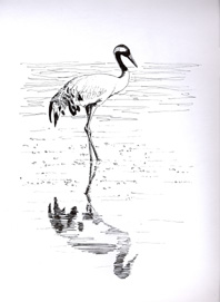 Common Cranes winter and migrate through Gallocanta