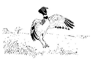 Birding in Spain: Little Bustard