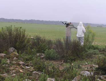 Looking for Pin-tailed Sandgrouse