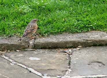 Alpine Accentor