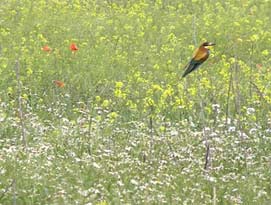 Bee-eater