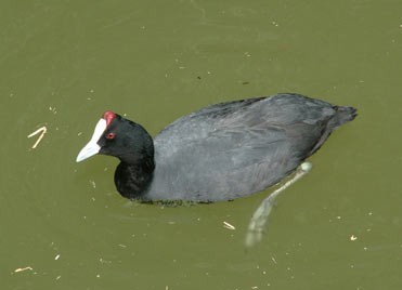 Crested Coot