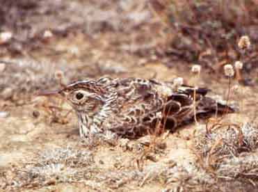 Dupont’s Lark