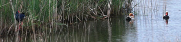 Birding in the Ebro Delta