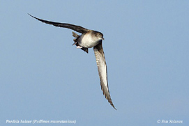 Balearic Shearwater Puffinus mauretanicus