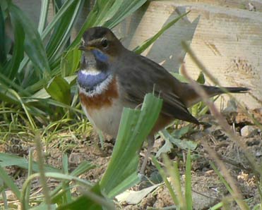 Stunning male Bluethroat