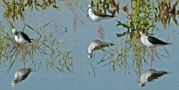 Black-winged Stilts