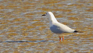 Slender-billed Gull