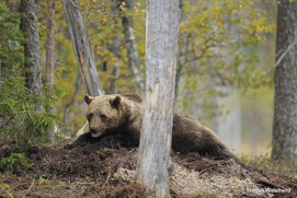 Brown Bear in Finland