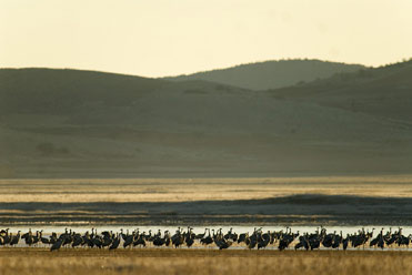 Cranes at Gallocanta