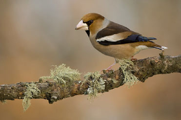 Hawfinch by Franck Renard