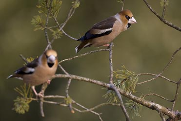 Hawfinches by Franck Renard