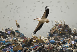 White Pelican at rubbish dump