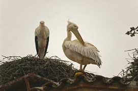 White Pelican with storks near Lleida