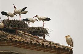 White Pelican on church roof with Storks