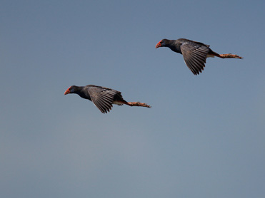 Purple Gallinule