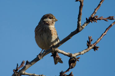 Pine Bunting Emberiza leucocephalus