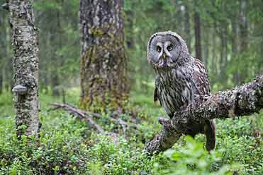 Great Grey Owl