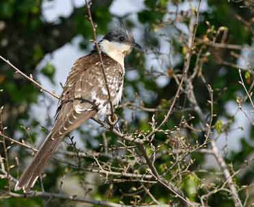 Great Spotted Cuckoo