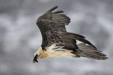 Adult Lammergeier in flight