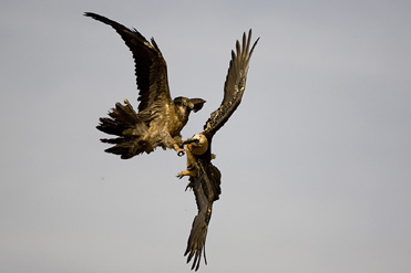 Lammergeier attack in northeast Spain