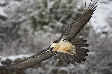 Lammergeier in snowstorm.