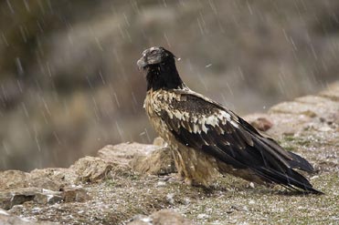 Juvenile Lammergeier in the Pyrenees of Catalonia, Spain.