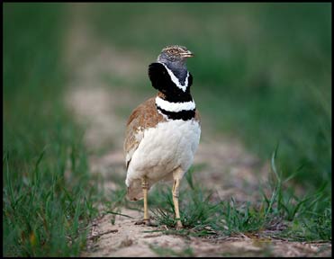 Little Bustard