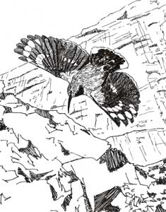 Drawing of Wallcreeper in flight