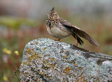 Thekla Lark, I presume.