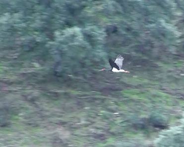 Black Stork, Ciconia nigra, Cigüeña negra