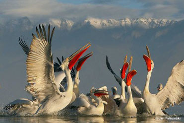 Dalmatian Pelicans by Jari Peltomäki