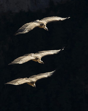 Griffon vultures