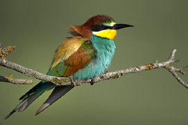 Bee-eater